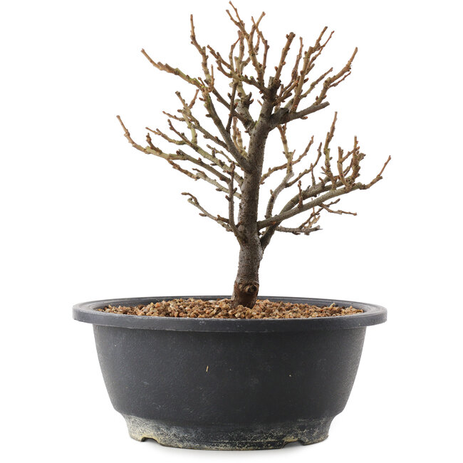 Chaenomeles speciosa, 19 cm, ± 12 anni, con fiori rossi e frutti gialli