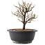 Chaenomeles speciosa, 19 cm, ± 12 jaar oud, met rode bloemen en geel fruit