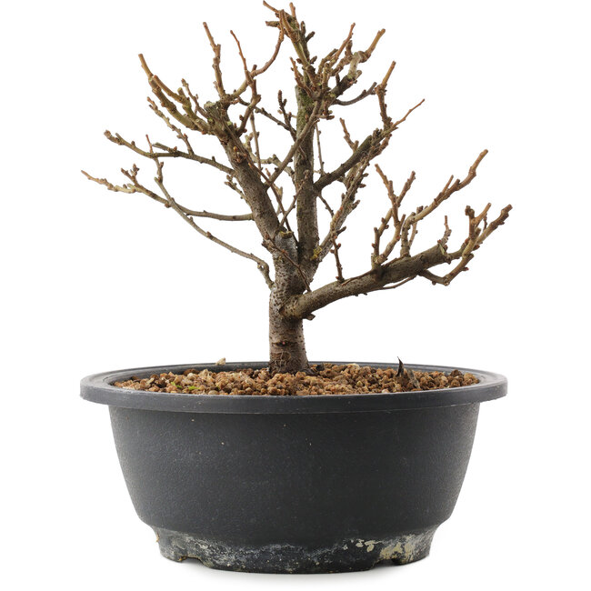 Chaenomeles speciosa, 18,5 cm, ± 12 ans, à fleurs rouges et fruits jaunes