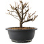 Chaenomeles speciosa, 18,5 cm, ± 12 ans, à fleurs rouges et fruits jaunes