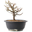 Chaenomeles speciosa, 18 cm, ± 12 jaar oud, met rode bloemen en geel fruit