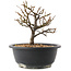 Chaenomeles speciosa, 18 cm, ± 12 jaar oud, met rode bloemen en geel fruit