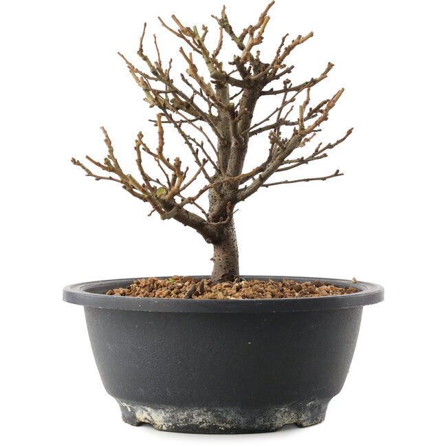 Chaenomeles speciosa, 18,5 cm, ± 12 anni, con fiori rossi e frutti gialli