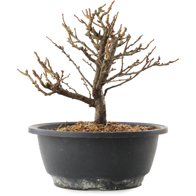 Chaenomeles speciosa, 18,5 cm, ± 12 ans, à fleurs rouges et fruits jaunes