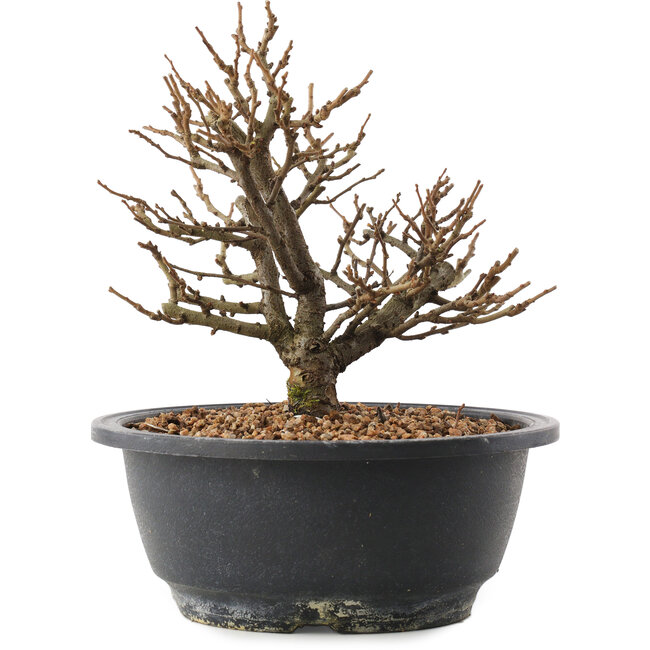 Chaenomeles speciosa, 18,5 cm, ± 12 jaar oud, met rode bloemen en geel fruit