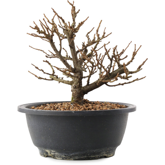 Chaenomeles speciosa, 18,5 cm, ± 12 jaar oud, met rode bloemen en geel fruit