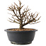 Chaenomeles speciosa, 18,5 cm, ± 12 jaar oud, met rode bloemen en geel fruit