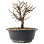 Chaenomeles speciosa, 18,5 cm, ± 12 jaar oud, met rode bloemen en geel fruit