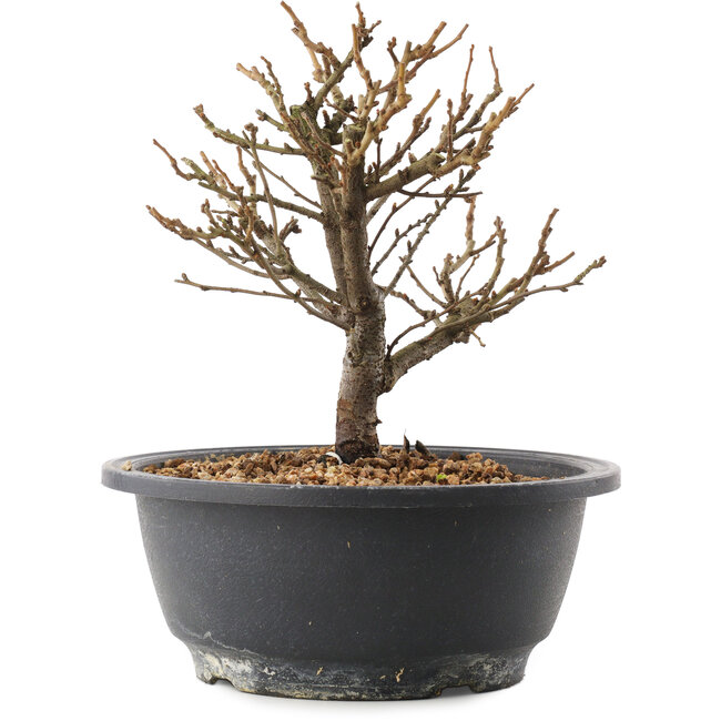 Chaenomeles speciosa, 18,5 cm, ± 12 Jahre alt, mit roten Blüten und gelben Früchten