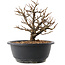 Chaenomeles speciosa, 18,5 cm, ± 12 ans, à fleurs rouges et fruits jaunes