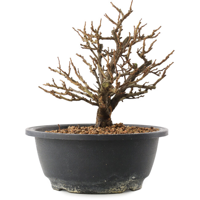 Chaenomeles speciosa, 18,5 cm, ± 12 años, con flores rojas y frutos amarillos