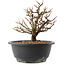 Chaenomeles speciosa, 18,5 cm, ± 12 ans, à fleurs rouges et fruits jaunes