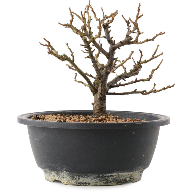 Chaenomeles speciosa, 16 cm, ± 12 anni, con fiori rossi e frutti gialli