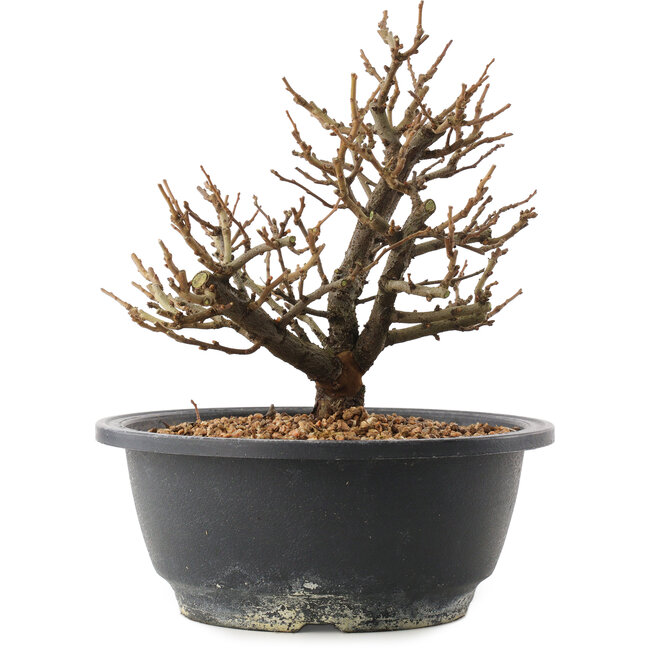 Chaenomeles speciosa, 18,5 cm, ± 12 jaar oud, met rode bloemen en geel fruit