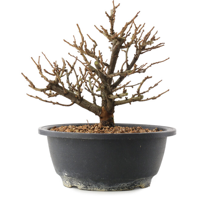 Chaenomeles speciosa, 18,5 cm, ± 12 jaar oud, met rode bloemen en geel fruit