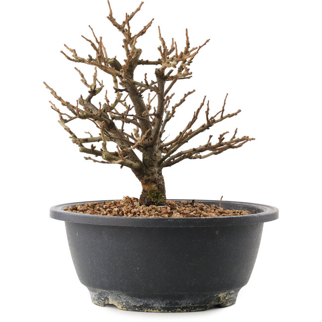 Chaenomeles speciosa, 18,5 cm, ± 12 años, con flores rojas y frutos amarillos