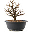 Chaenomeles speciosa, 18,5 cm, ± 12 ans, à fleurs rouges et fruits jaunes