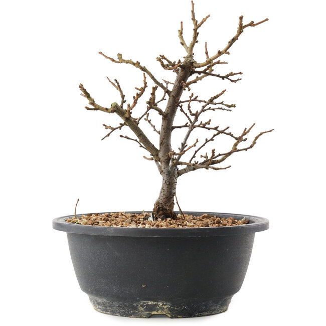 Chaenomeles speciosa, 21 cm, ± 12 jaar oud, met rode bloemen en geel fruit