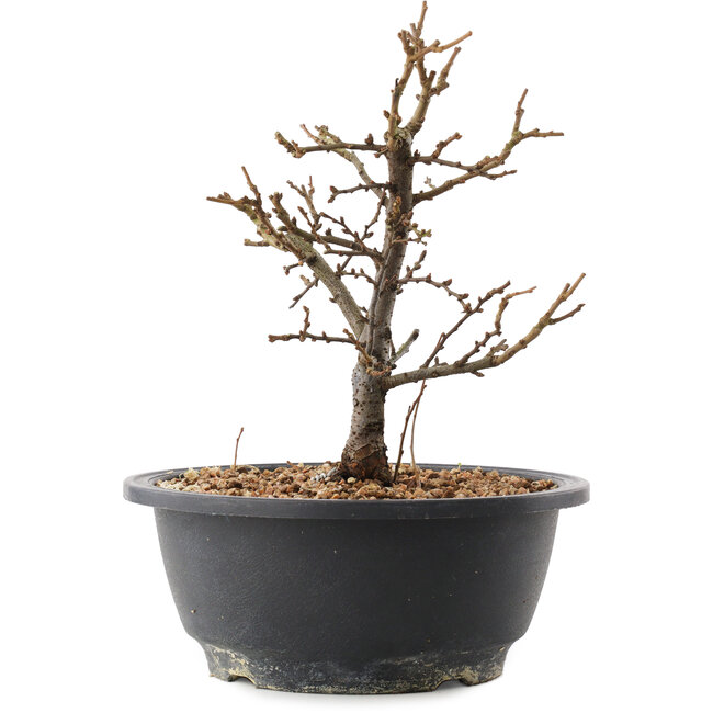 Chaenomeles speciosa, 21 cm, ± 12 Jahre alt, mit roten Blüten und gelben Früchten