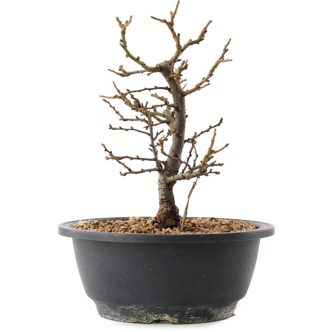 Chaenomeles speciosa, 21 cm, ± 12 anni, con fiori rossi e frutti gialli