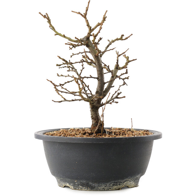Chaenomeles speciosa, 21 cm, ± 12 jaar oud, met rode bloemen en geel fruit