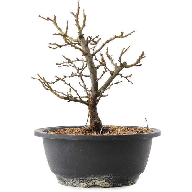 Chaenomeles speciosa, 21 cm, ± 12 anni, con fiori rossi e frutti gialli