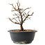 Chaenomeles speciosa, 21 cm, ± 12 jaar oud, met rode bloemen en geel fruit