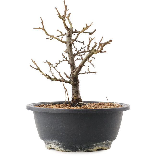 Chaenomeles speciosa, 21 cm, ± 12 Jahre alt, mit roten Blüten und gelben Früchten