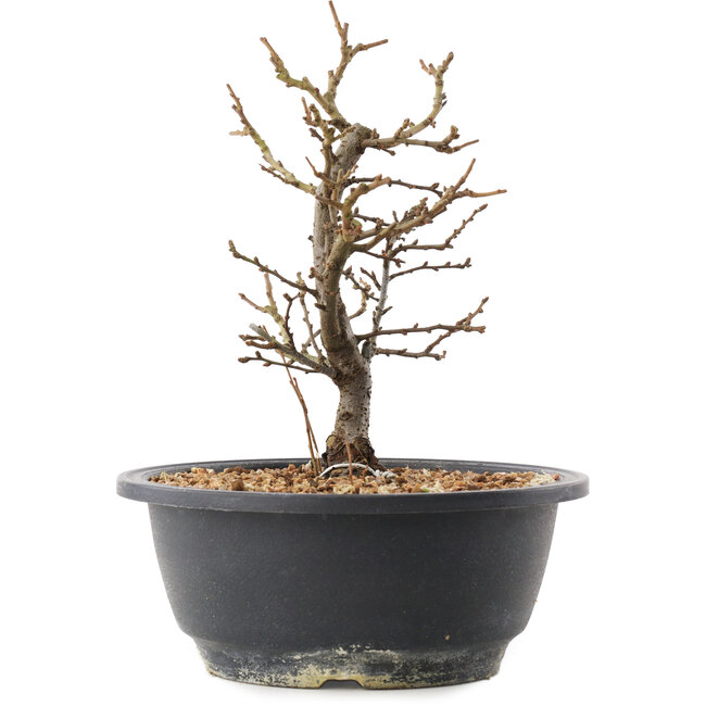 Chaenomeles speciosa, 21 cm, ± 12 anni, con fiori rossi e frutti gialli