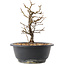Chaenomeles speciosa, 21 cm, ± 12 ans, à fleurs rouges et fruits jaunes