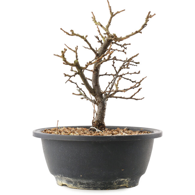 Chaenomeles speciosa, 21 cm, ± 12 Jahre alt, mit roten Blüten und gelben Früchten