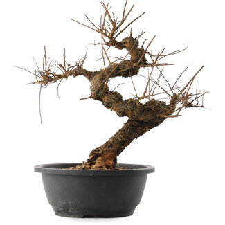 Ulmus parvifolia Nire, 32,5 cm, ± 15 jaar oud