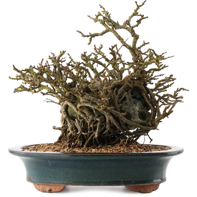 Chaenomeles speciosa, 26 cm, ± 15 Jahre alt, mit roten Blüten und gelben Früchten