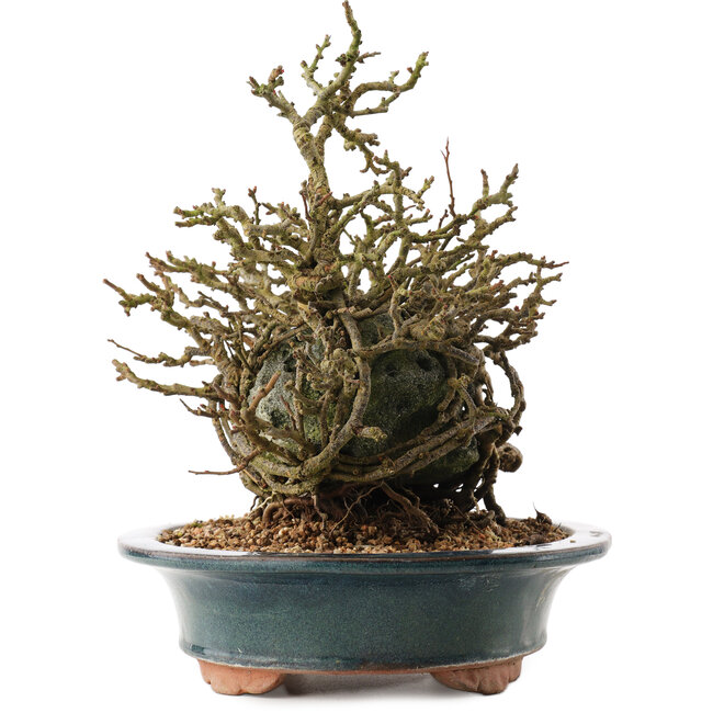 Chaenomeles speciosa, 26 cm, ± 15 anni, con fiori rossi e frutti gialli