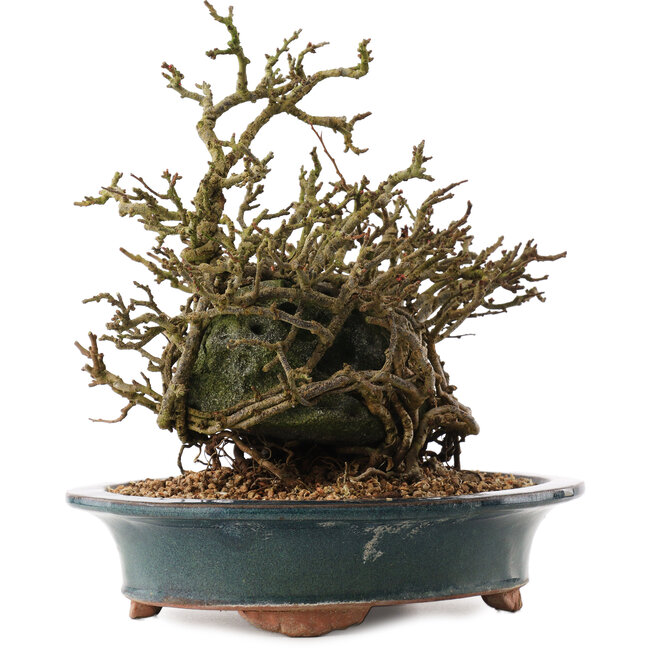 Chaenomeles speciosa, 26 cm, ± 15 Jahre alt, mit roten Blüten und gelben Früchten