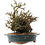 Chaenomeles speciosa, 26 cm, ± 15 ans, à fleurs rouges et fruits jaunes