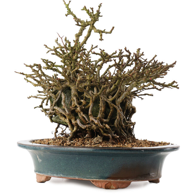 Chaenomeles speciosa, 26 cm, ± 15 jaar oud, met rode bloemen en geel fruit