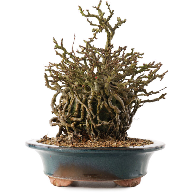 Chaenomeles speciosa, 26 cm, ± 15 jaar oud, met rode bloemen en geel fruit