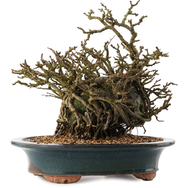 Chaenomeles speciosa, 26 cm, ± 15 Jahre alt, mit roten Blüten und gelben Früchten