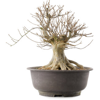 Acer buergerianum, 35,5 cm, ± 25 jaar oud