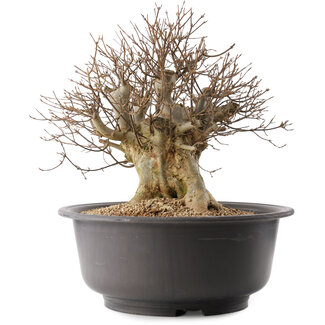 Acer buergerianum, 34 cm, ± 25 jaar oud