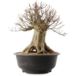 Acer buergerianum, 38 cm, ± 25 jaar oud