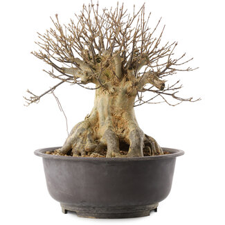 Acer buergerianum, 35 cm, ± 25 jaar oud