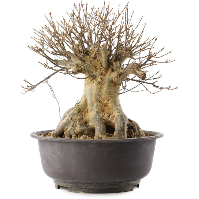 Acer buergerianum, 35 cm, ± 25 jaar oud