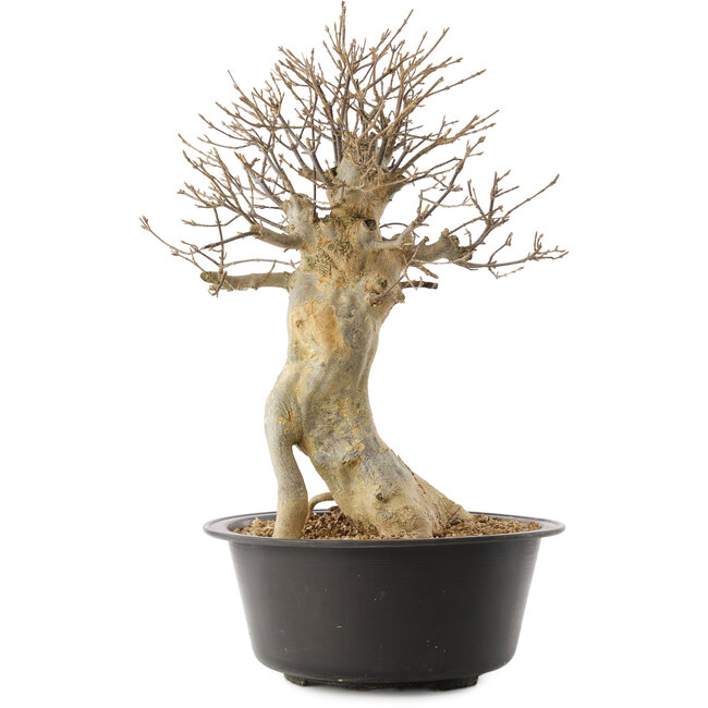 Acer buergerianum, 43 cm, ± 25 jaar oud