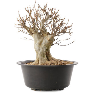 Acer buergerianum, 29,5 cm, ± 25 jaar oud