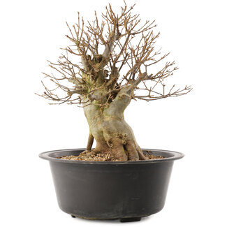 Acer buergerianum, 31,5 cm, ± 25 anni