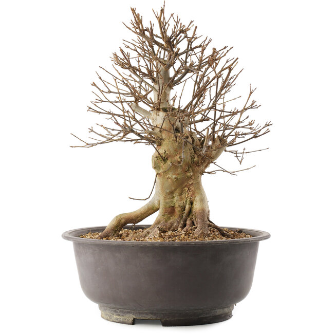 Acer buergerianum, 37 cm, ± 25 jaar oud