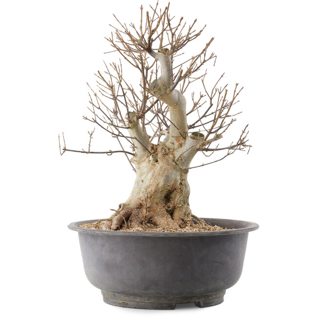 Acer buergerianum, 39 cm, ± 25 jaar oud