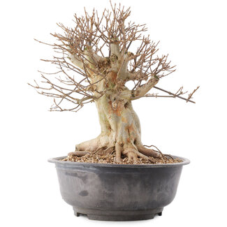 Acer buergerianum, 38 cm, ± 25 jaar oud